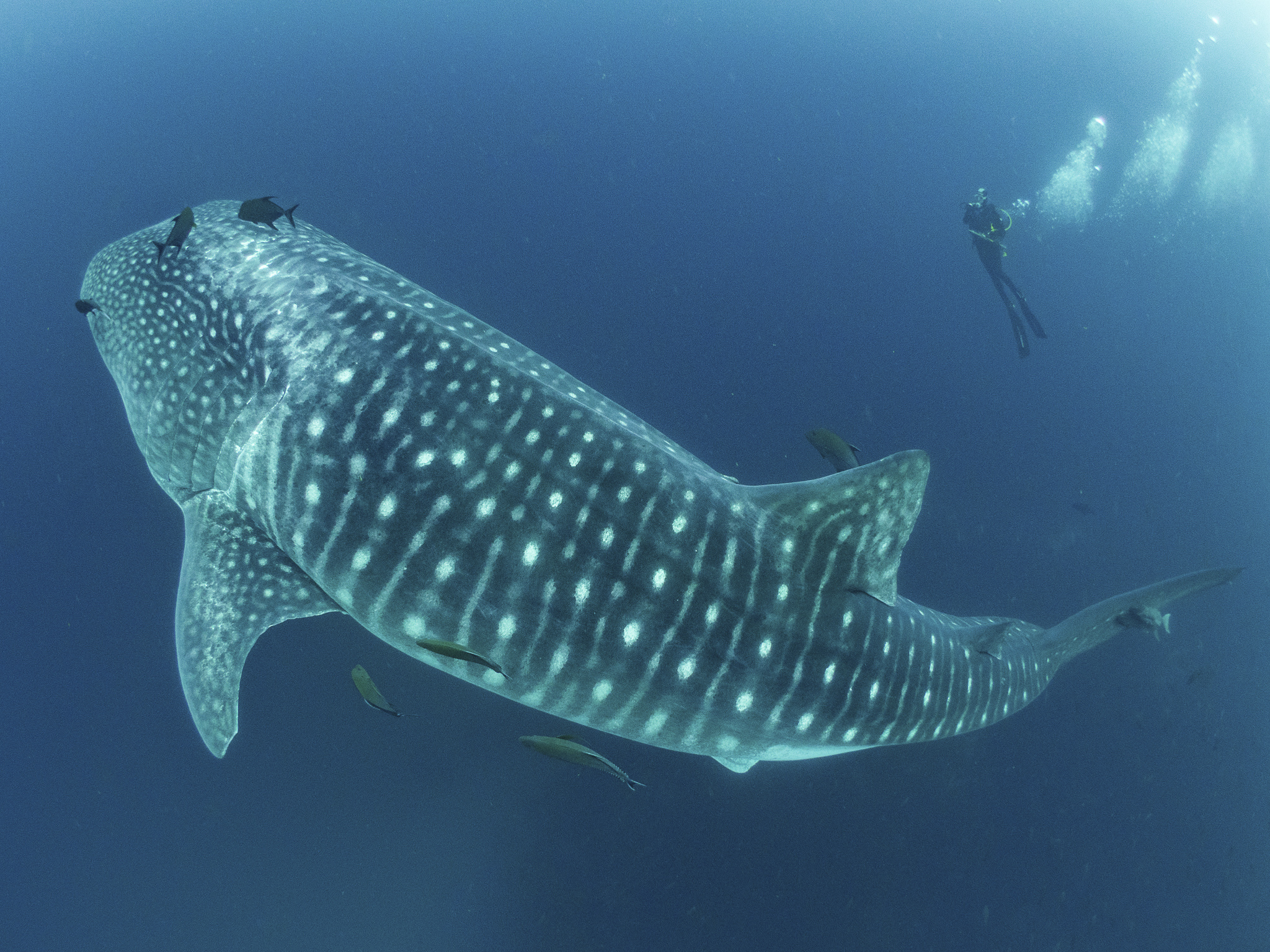 Cracking The Mysteries Of The Elusive Majestic Whale Shark Aruba Today