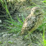 BurrowingOwl