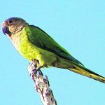 Parakeet