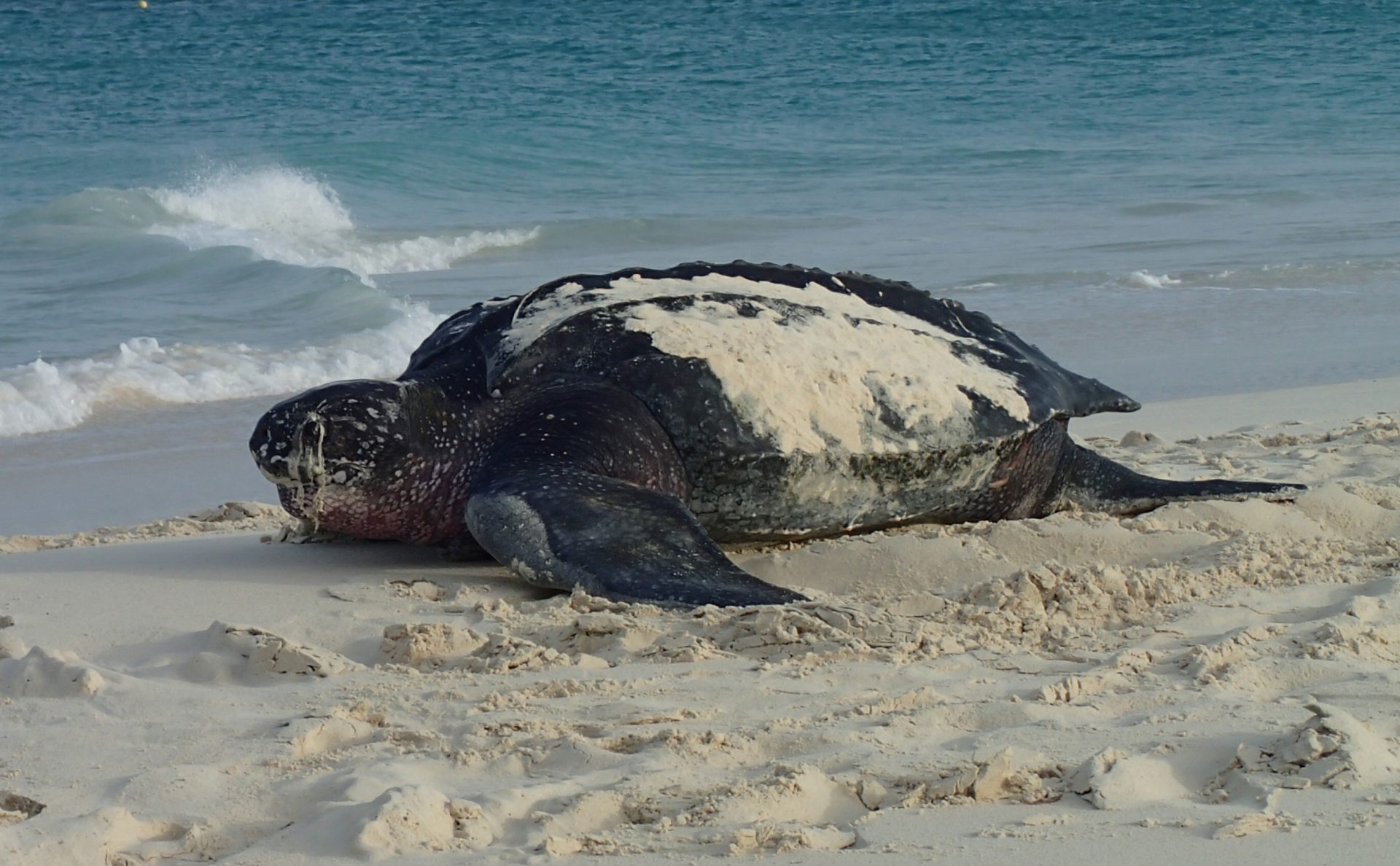 Leatherback Sea Turtle Season has started. – Aruba Today