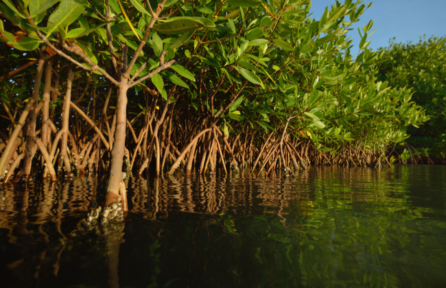 International Day for the Conservation of the Mangrove Ecosystem ...