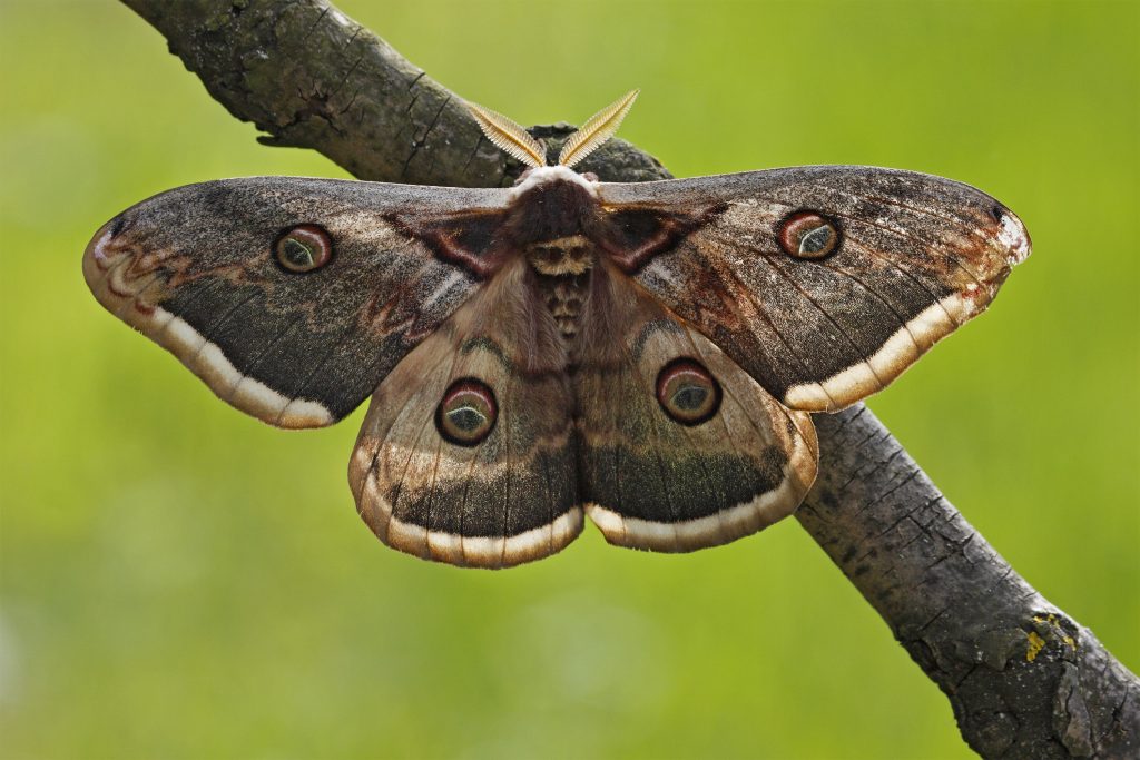 Why are moths attracted to light? - Aruba Today