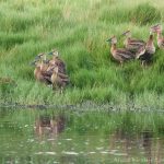 14 Birds of aruba- Ducks