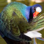 14 Birds of aruba- Gallinule