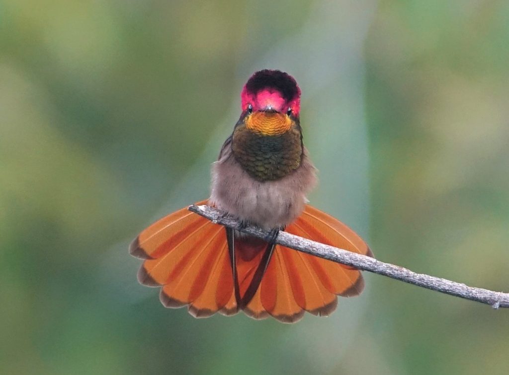 Photographer Erik Neuteboom: Hummingbirds and Aruba – Aruba Today