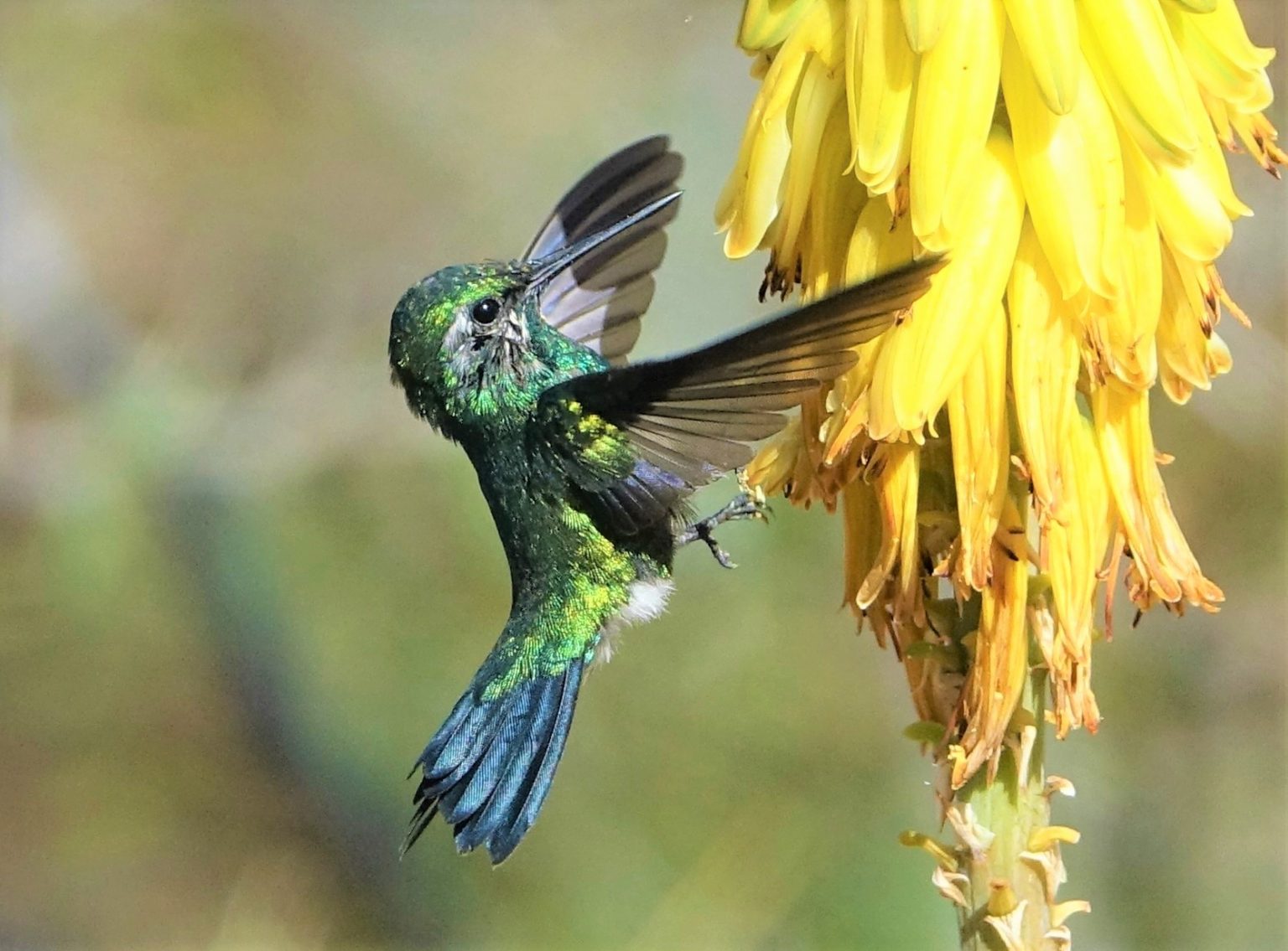 Photographer Erik Neuteboom: Hummingbirds and Aruba – Aruba Today