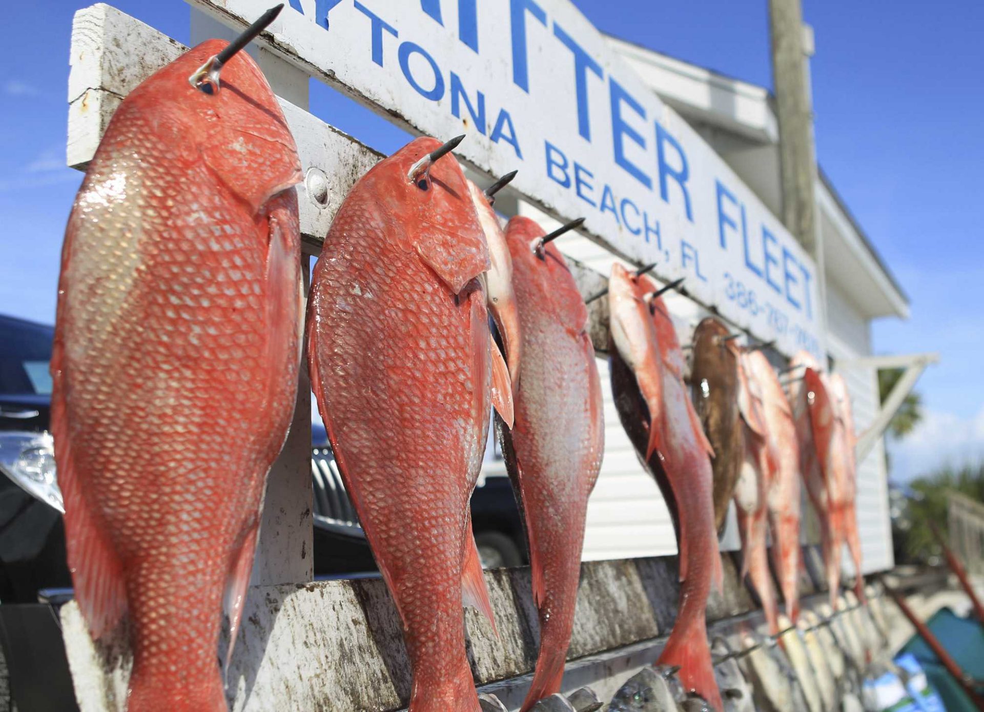 New study triples estimate of red snapper in Gulf of Mexico Aruba Today