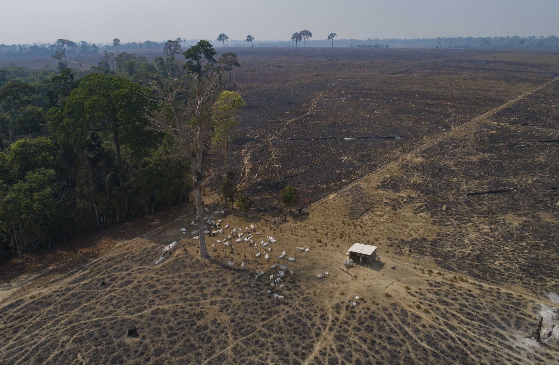 Data Signals Third Year Of Vast Brazil Amazon Deforestation Aruba Today 5806