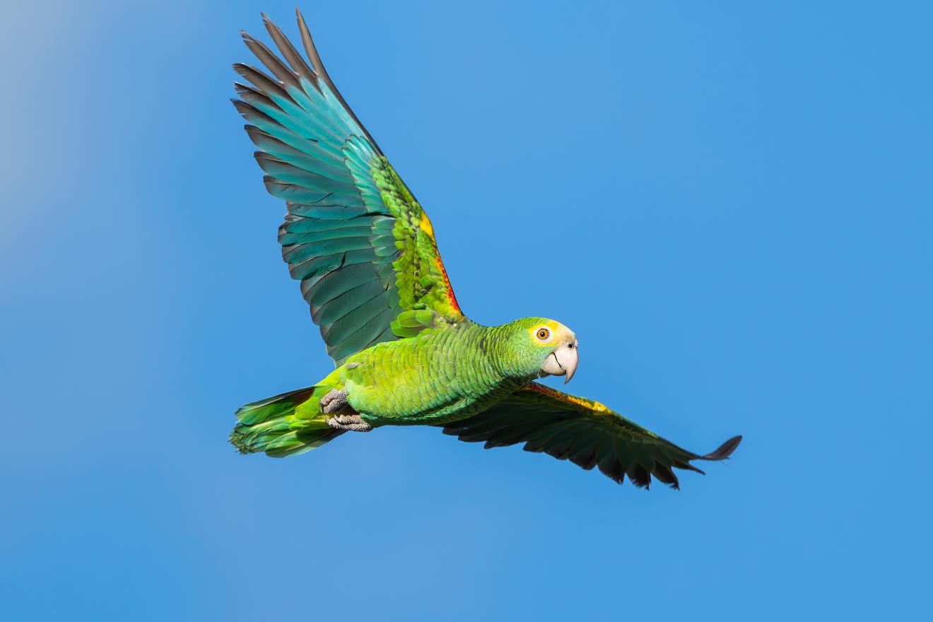 - Aruba\'s Yellow-Shouldered take Aruba The Amazon into nature Today first flight free